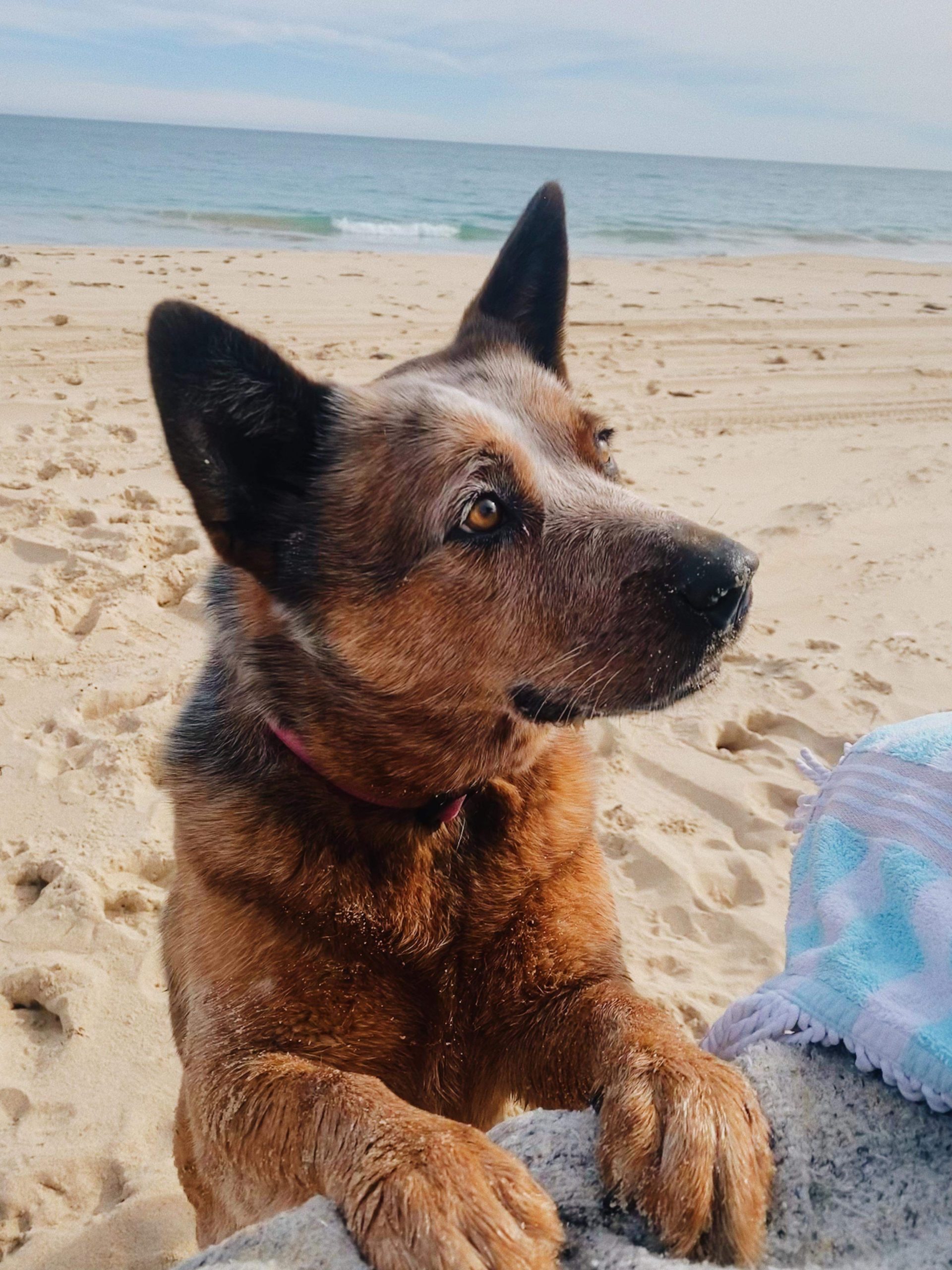 Dog at the beach with dirty paws