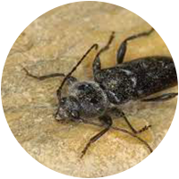 European House Borer